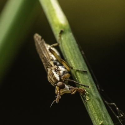 Dichetophora sp. (genus) (Marsh fly) at Acton, ACT - 9 Dec 2019 by BIrdsinCanberra