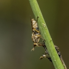 Dichetophora sp. (genus) at Acton, ACT - 9 Dec 2019