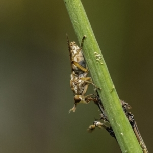 Dichetophora sp. (genus) at Acton, ACT - 9 Dec 2019