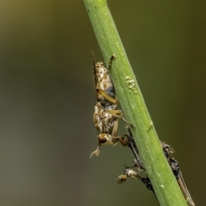 Dichetophora sp. (genus) at Acton, ACT - 9 Dec 2019