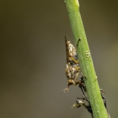 Dichetophora sp. (genus) at Acton, ACT - 9 Dec 2019