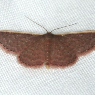 Idaea inversata (Purple Wave) at Ulladulla, NSW - 27 Jan 2020 by jbromilow50