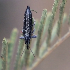 Rhinotia sp. (genus) (Unidentified Rhinotia weevil) at Dunlop, ACT - 8 Jan 2020 by AlisonMilton