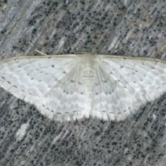 Idaea philocosma (Flecked Wave) at Ulladulla, NSW - 27 Jan 2020 by jbromilow50