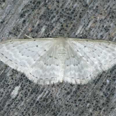 Idaea philocosma (Flecked Wave) at Ulladulla, NSW - 27 Jan 2020 by jbromilow50