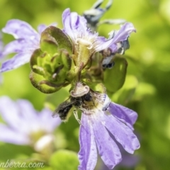 Lasioglossum (Homalictus) sp. (genus & subgenus) (Furrow Bee) at Acton, ACT - 7 Dec 2019 by JonSteinbeck