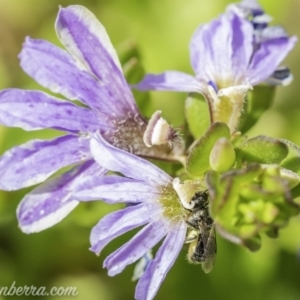 Lasioglossum (Homalictus) sp. (genus & subgenus) at Acton, ACT - 7 Dec 2019 10:55 AM