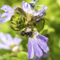 Lasioglossum (Homalictus) sp. (genus & subgenus) at Acton, ACT - 7 Dec 2019 10:55 AM