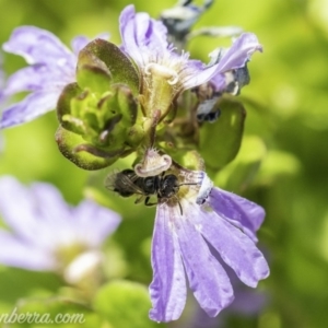 Lasioglossum (Homalictus) sp. (genus & subgenus) at Acton, ACT - 7 Dec 2019