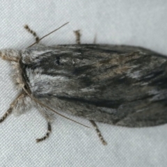 Destolmia lineata (Streaked Notodontid Moth) at Ulladulla, NSW - 27 Jan 2020 by jbromilow50