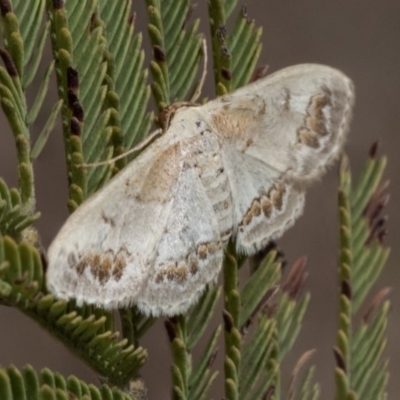 Dithalama cosmospila (Grey Spotted Wave) at Dunlop, ACT - 23 Jan 2020 by AlisonMilton