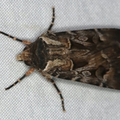 Agrotis munda (Brown Cutworm) at Ulladulla, NSW - 27 Jan 2020 by jbromilow50