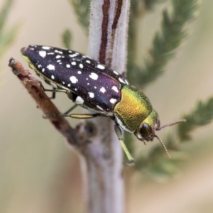 Diphucrania leucosticta at Dunlop, ACT - 9 Jan 2020