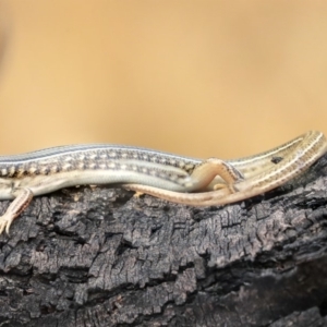 Ctenotus robustus at Hawker, ACT - 9 Jan 2020 12:08 PM