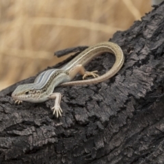 Ctenotus robustus at Hawker, ACT - 9 Jan 2020 12:08 PM