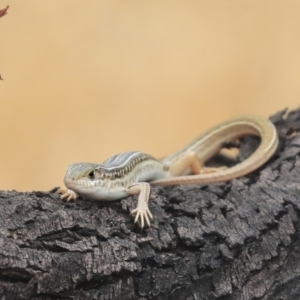 Ctenotus robustus at Hawker, ACT - 9 Jan 2020