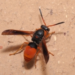 Pseudabispa bicolor (A potter wasp) at Evatt, ACT - 25 Jan 2020 by TimL