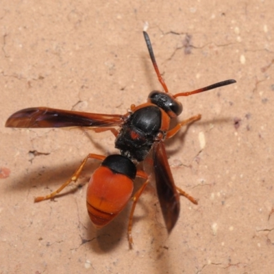 Pseudabispa bicolor (A potter wasp) at Evatt, ACT - 25 Jan 2020 by TimL