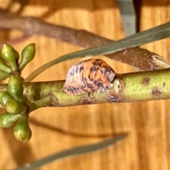 Monophlebulus sp. (genus) at O'Connor, ACT - 28 Jan 2020