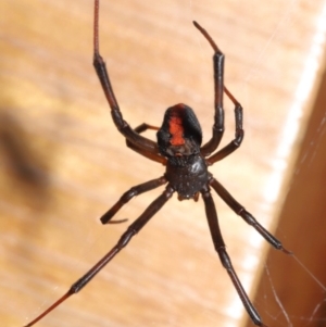 Latrodectus hasselti at Evatt, ACT - 20 Jan 2020