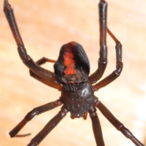 Latrodectus hasselti at Evatt, ACT - 20 Jan 2020