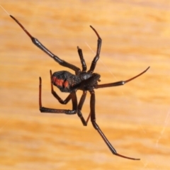 Latrodectus hasselti at Evatt, ACT - 20 Jan 2020 01:20 PM