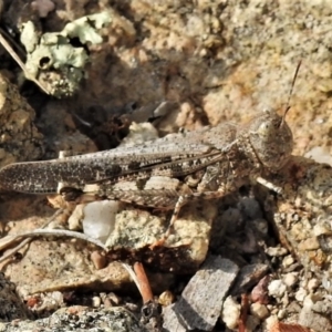 Austroicetes sp. (genus) at Chisholm, ACT - 28 Jan 2020