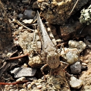 Austroicetes sp. (genus) at Chisholm, ACT - 28 Jan 2020