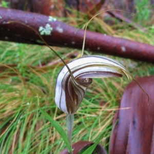 Diplodium coccinum at Bombay, NSW - suppressed