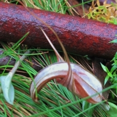 Diplodium coccinum at Bombay, NSW - suppressed