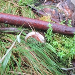 Diplodium coccinum at Bombay, NSW - suppressed