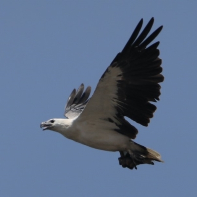 Haliaeetus leucogaster (White-bellied Sea-Eagle) at Bendalong, NSW - 26 Jan 2020 by jbromilow50