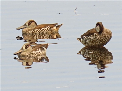 Malacorhynchus membranaceus (Pink-eared Duck) at Monash, ACT - 29 Jan 2020 by RodDeb