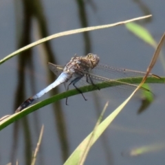 Orthetrum caledonicum at Monash, ACT - 29 Jan 2020