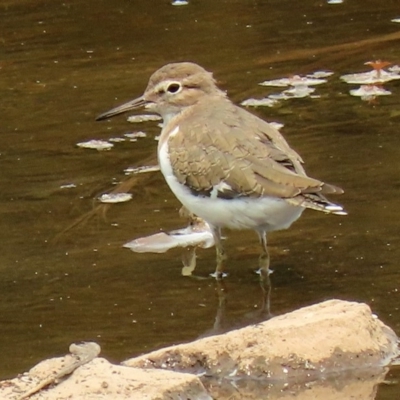 Actitis hypoleucos (Common Sandpiper) at Isabella Plains, ACT - 29 Jan 2020 by RodDeb