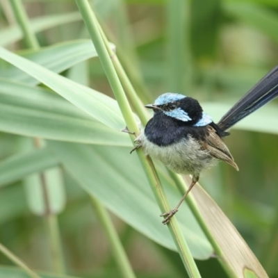 Malurus cyaneus (Superb Fairywren) at Pambula, NSW - 26 Jan 2020 by Leo