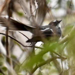 Rhipidura albiscapa at Weston, ACT - 30 Jan 2020