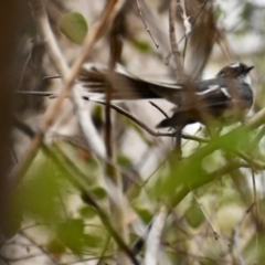 Rhipidura albiscapa at Weston, ACT - 30 Jan 2020