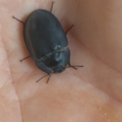 Pterohelaeus planus (Pie dish beetle) at Greenleigh, NSW - 1 Jan 2020 by LyndalT