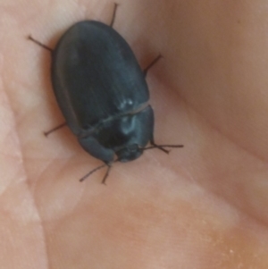 Pterohelaeus planus at Greenleigh, NSW - 1 Jan 2020