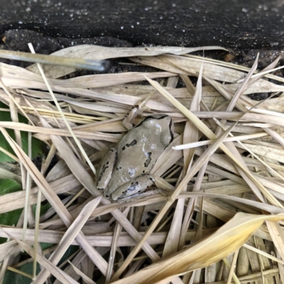 Litoria verreauxii verreauxii (Whistling Tree-frog) at Casey, ACT - 27 Oct 2018 by xole