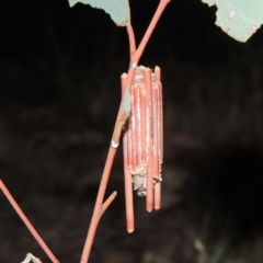 Clania (genus) (A case moth) at Pine Island to Point Hut - 20 Jan 2020 by michaelb