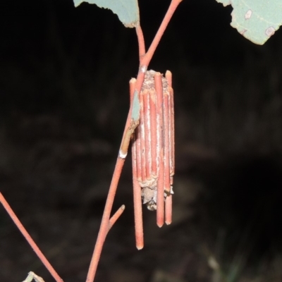 Clania (genus) (A case moth) at Bonython, ACT - 20 Jan 2020 by michaelb