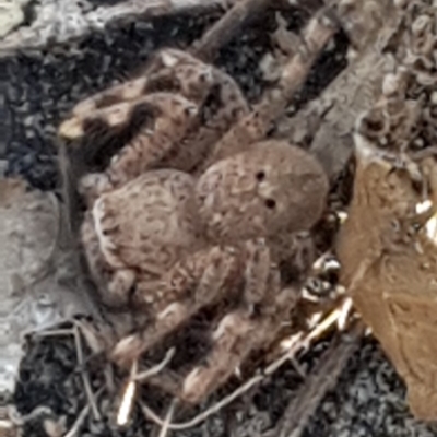 Neosparassus sp. (genus) (Unidentified Badge huntsman) at Forde, ACT - 22 Jan 2020 by Bioparticles