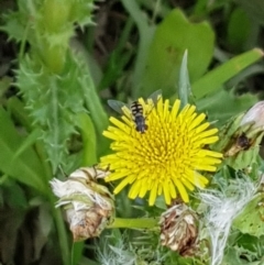 Melangyna sp. (genus) (Hover Fly) at Gungahlin, ACT - 24 Jan 2020 by Bioparticles