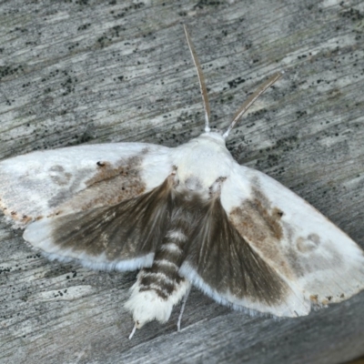 Cryptophasa albacosta (Small Fruit-tree Borer) at Ulladulla, NSW - 26 Jan 2020 by jb2602