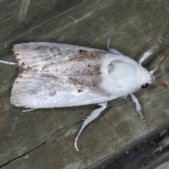 Cryptophasa albacosta at Ulladulla, NSW - 26 Jan 2020 10:22 PM