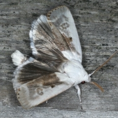 Cryptophasa albacosta at Ulladulla, NSW - 26 Jan 2020 10:22 PM