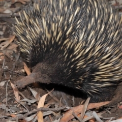 Tachyglossus aculeatus (Short-beaked Echidna) at ANBG - 15 Jan 2020 by TimL