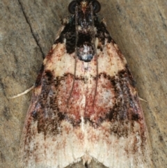 Araeopaschia sp. ANIC19 (A Pyralid moth (Epipaschinae) at Ulladulla - Warden Head Bushcare - 26 Jan 2020 by jb2602